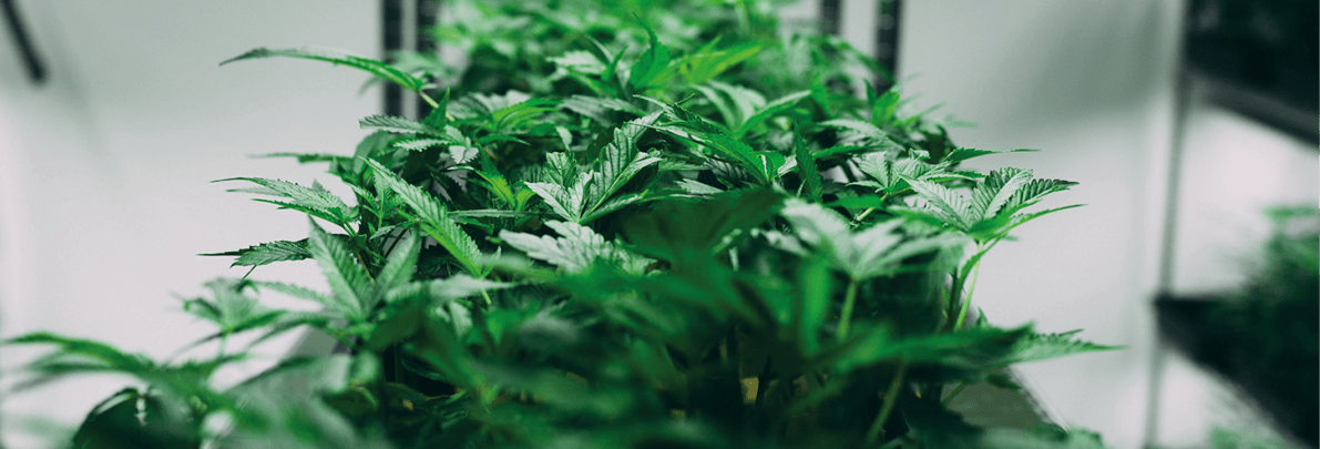 Der Frühling kommt – Growen Sie mit unseren Greenbird CBD Stecklingen!